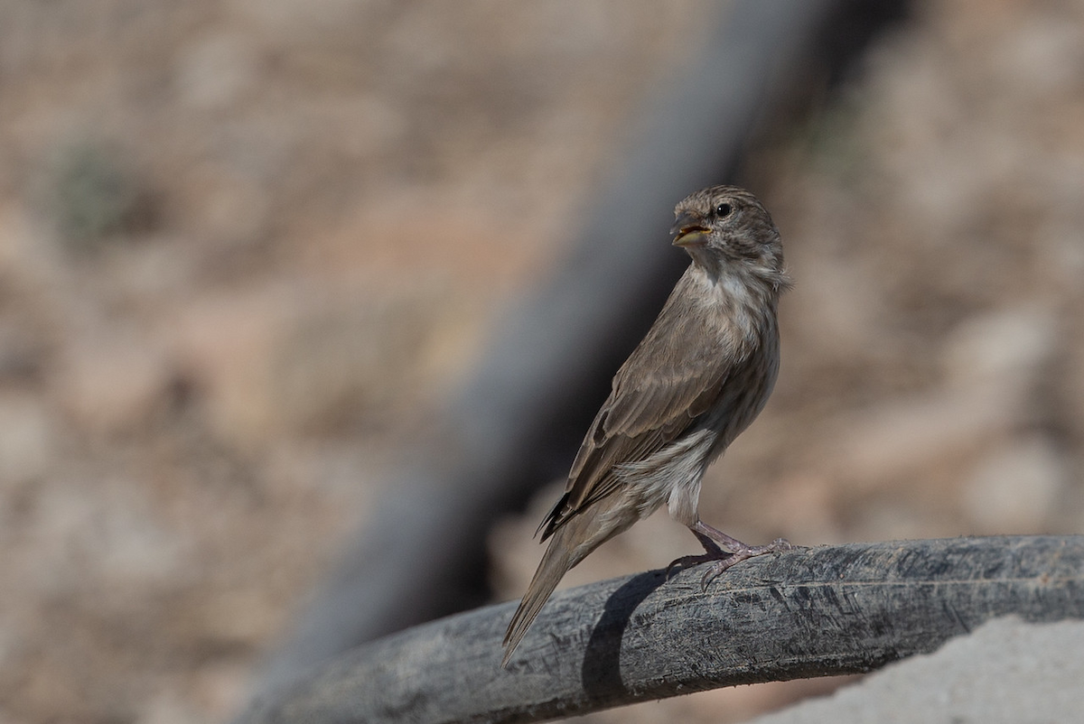 Yemen Serin - Robert Tizard