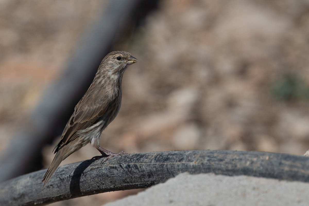 Serin du Yémen - ML153336541