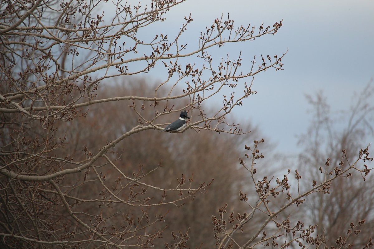 Belted Kingfisher - ML153336931