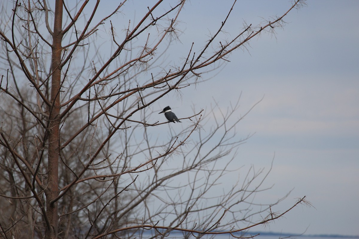Belted Kingfisher - ML153336951
