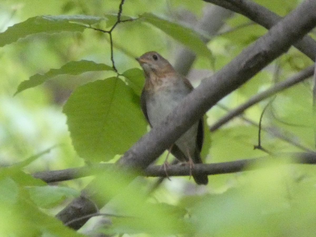 Veery - ML153337431