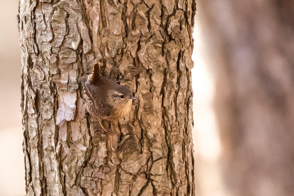 Winter Wren - ML153339321