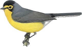 Spectacled Redstart - Myioborus melanocephalus - Birds of the World