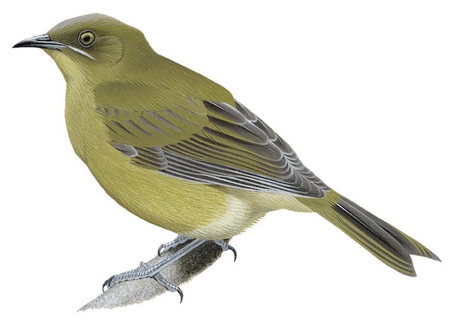 bird様 Chatham Islands Bellbird - Anthornis melanocephala - Birds of the