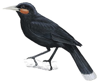 Callaeidae - Wattlebirds - Birds of the World