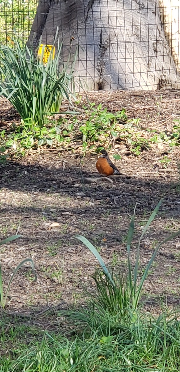 American Robin - ML153344471