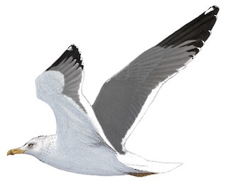 Larus fuscus heuglini