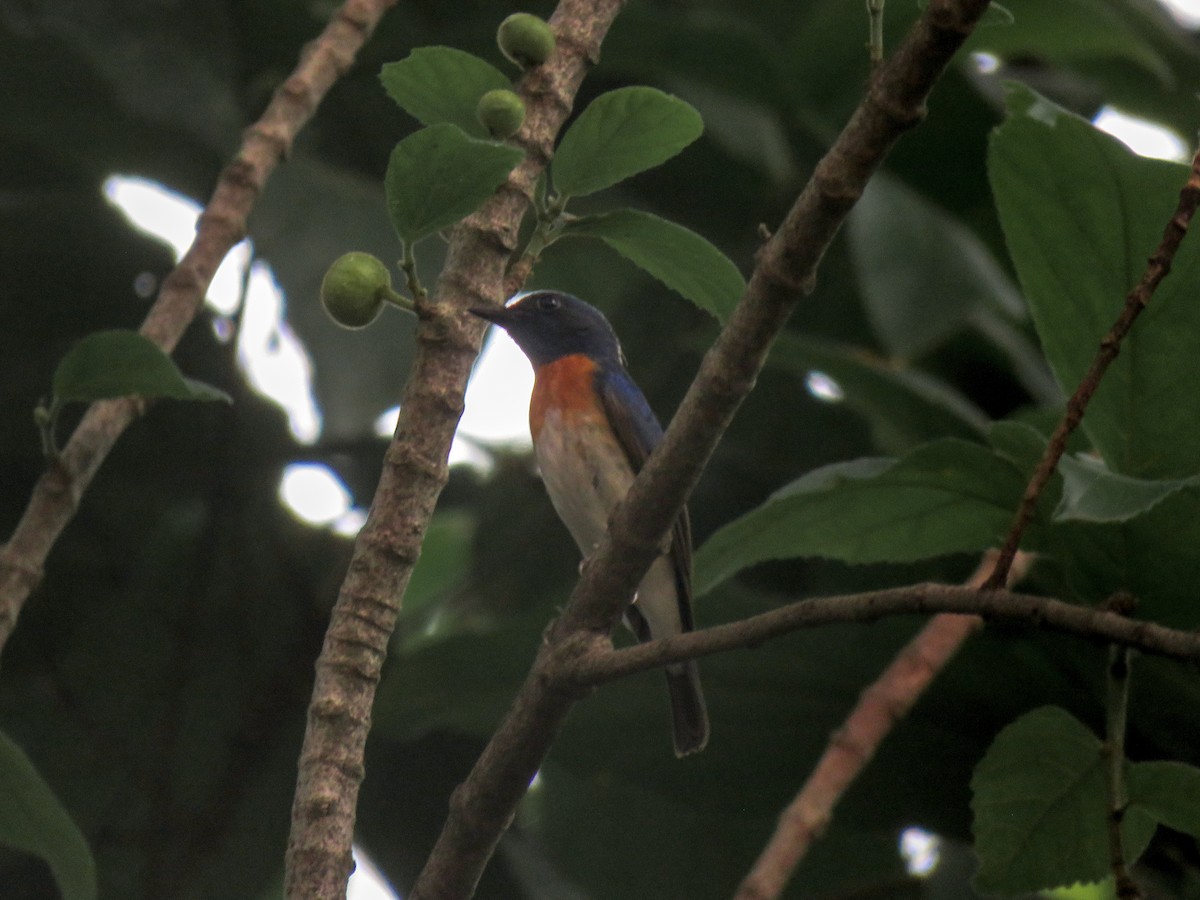 Blue-throated Flycatcher - ML153347711