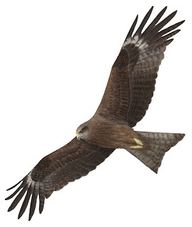 Milvus migrans govinda
