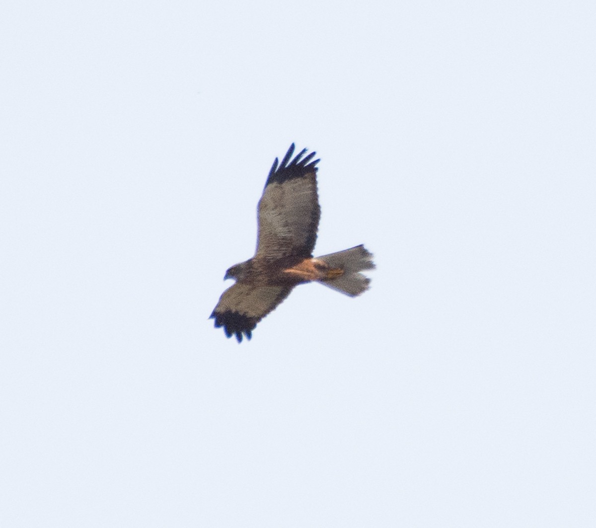 Western Marsh Harrier - ML153348761