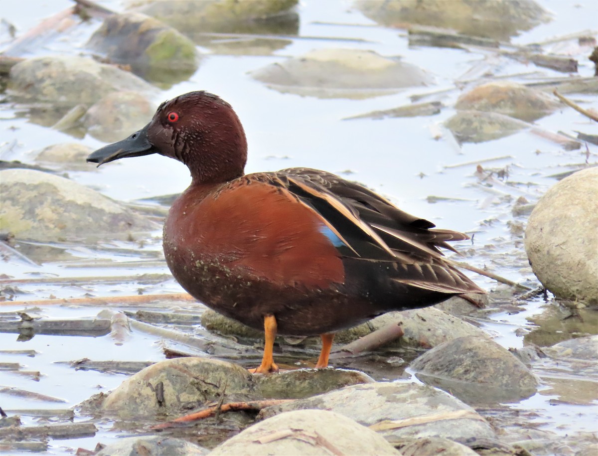 Cinnamon Teal - Jan Thom