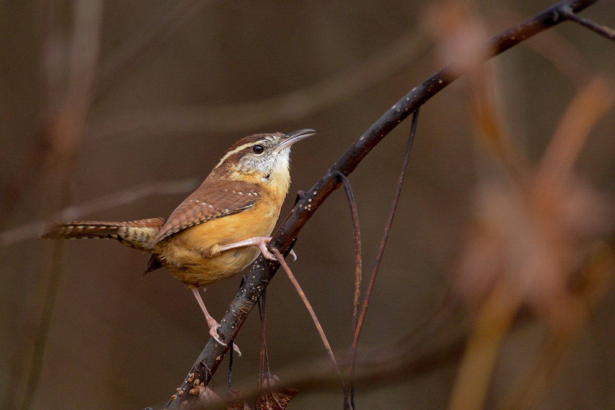 Carolina Wren - ML153351391