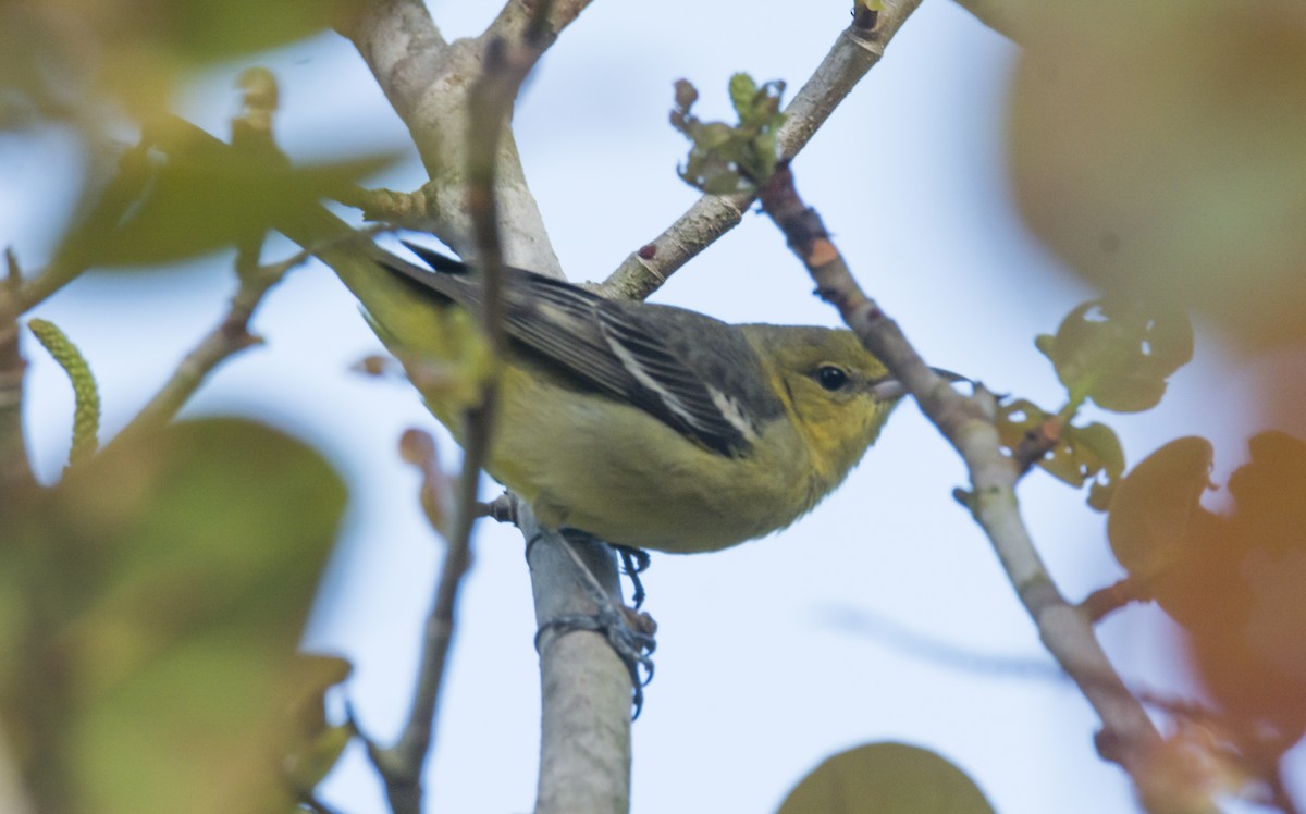 Orchard Oriole - ML153351561