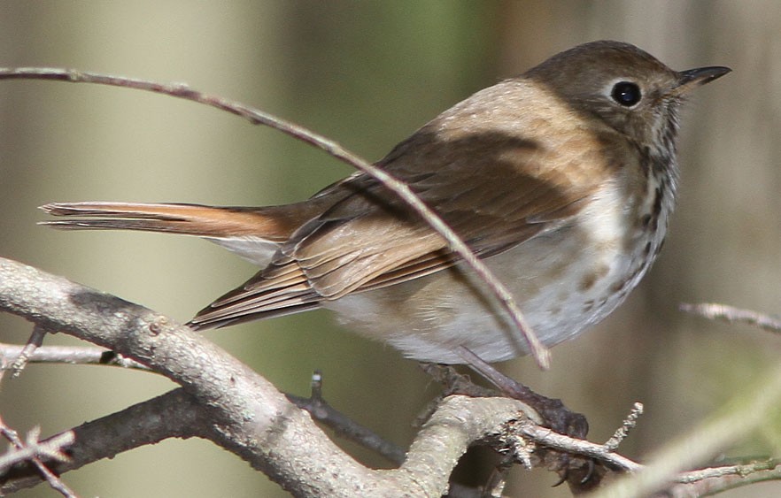 Hermit Thrush - ML153351581