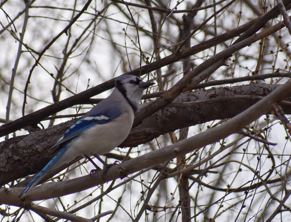 Blue Jay - ML153352161