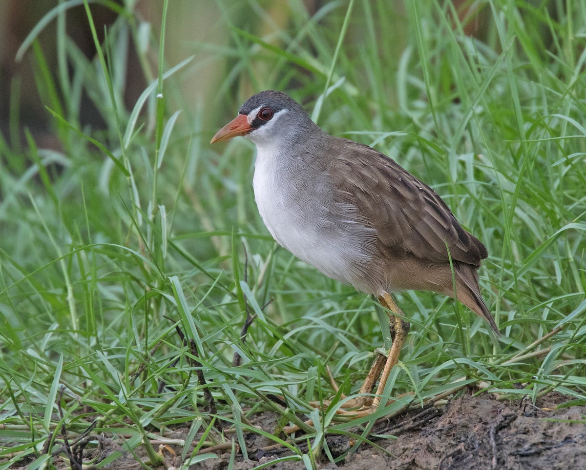 White-browed Crake - Dave Bakewell