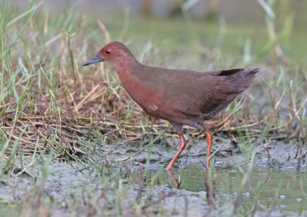 Ruddy-breasted Crake - ML153353841