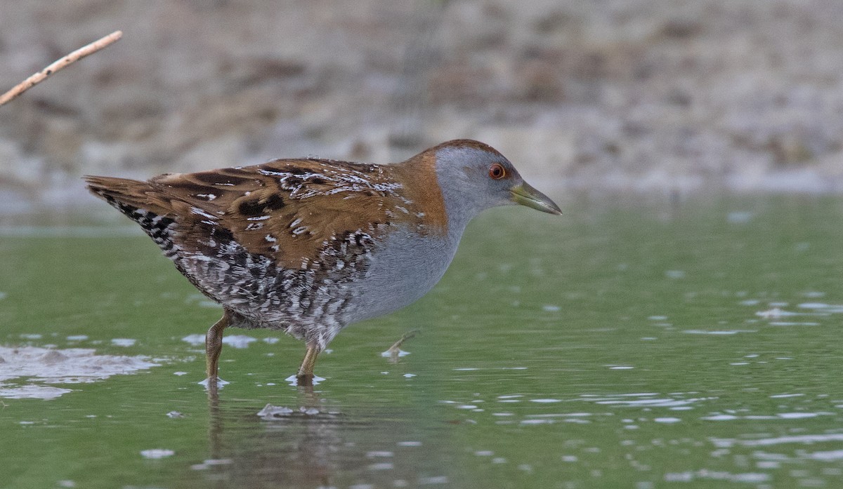 Baillon's Crake - ML153353911