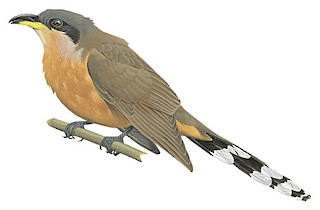 Mangrove Cuckoo