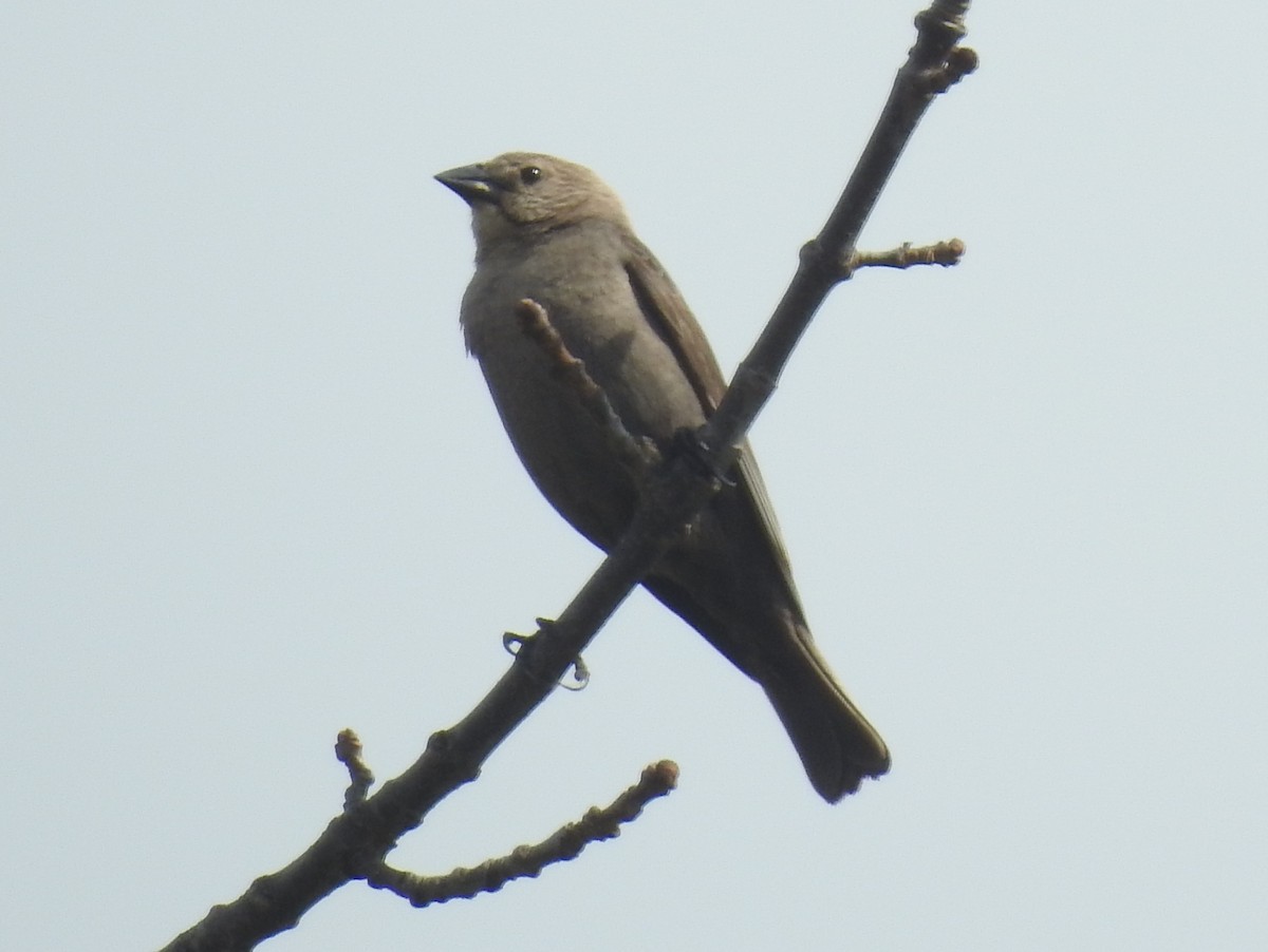 Brown-headed Cowbird - ML153361171