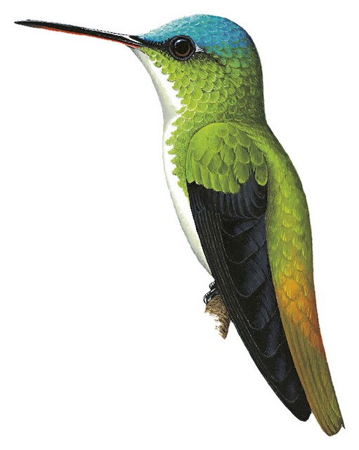 Andean Emerald - Uranomitra franciae - Birds of the World