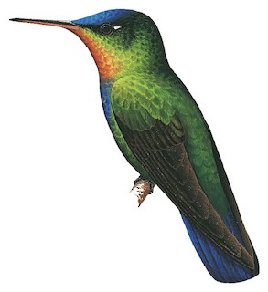 Trochilidae - Hummingbirds - Birds of the World