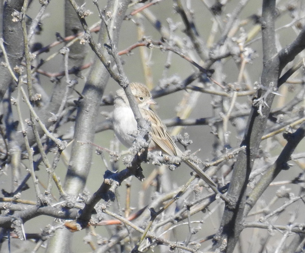 Brewer's Sparrow - ML153370121