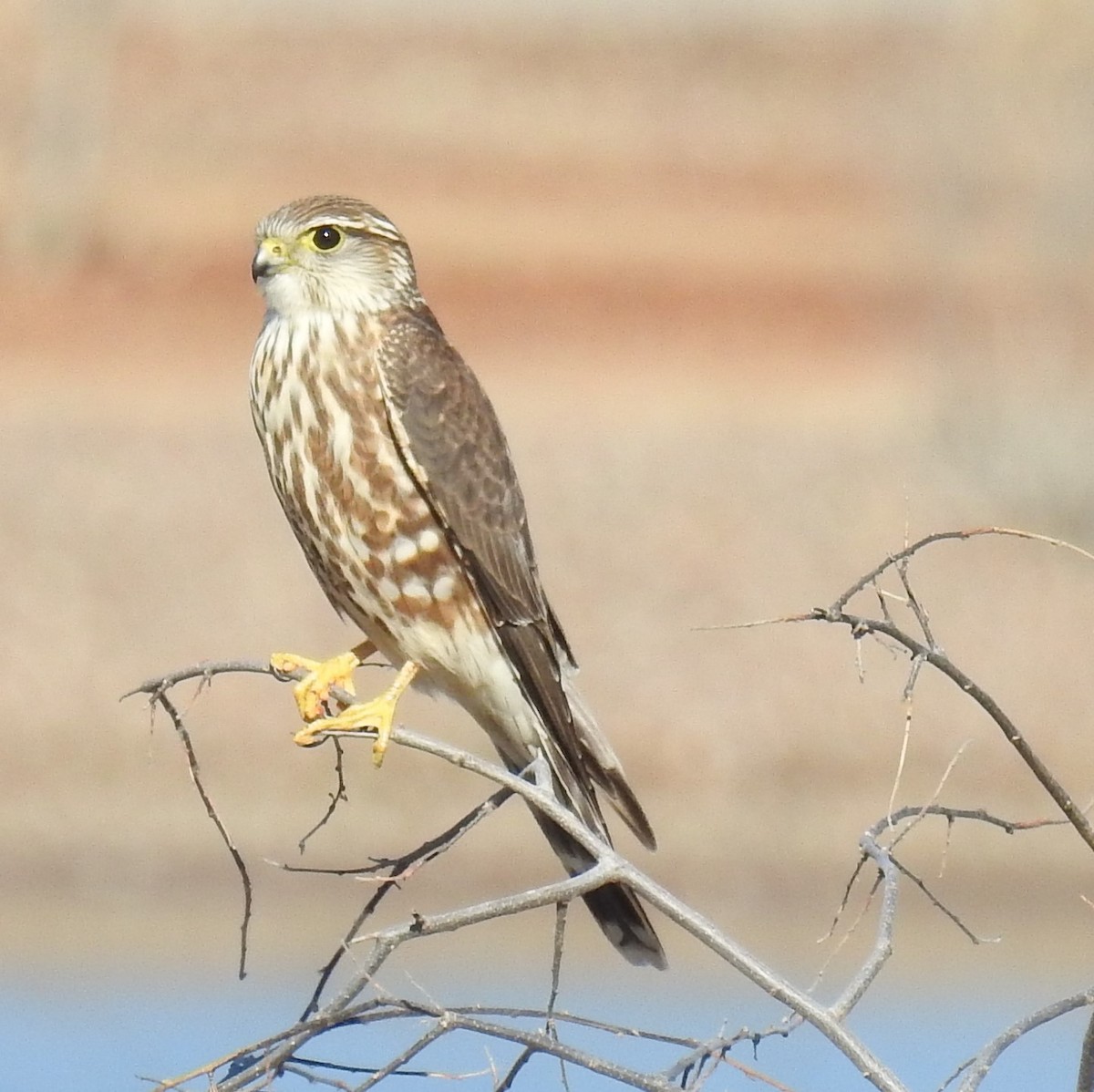 Merlin - Ken Endersen