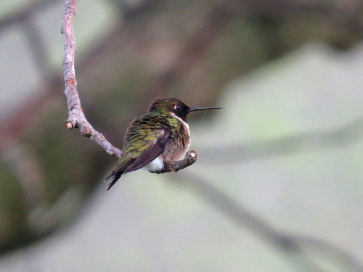 Ruby-throated Hummingbird - ML153373071