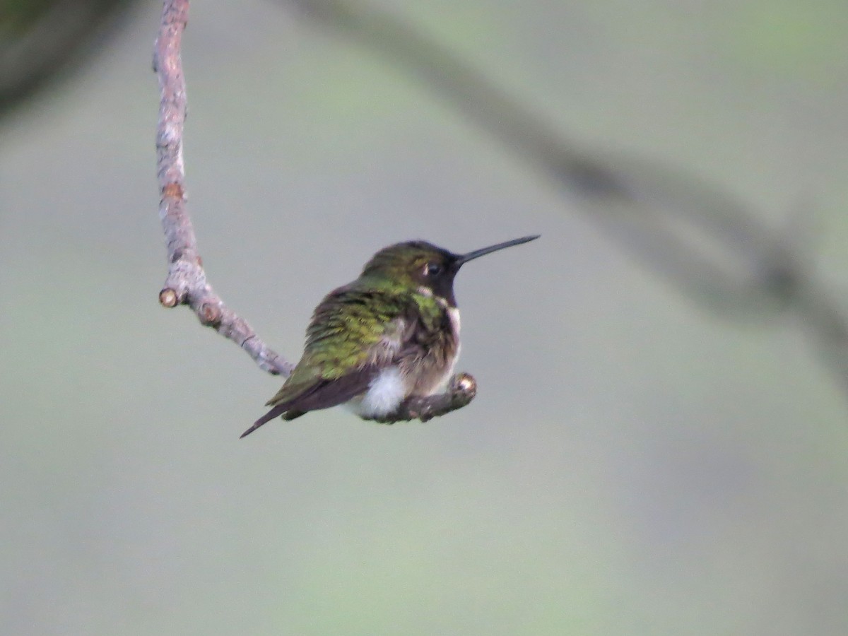 Ruby-throated Hummingbird - ML153373091