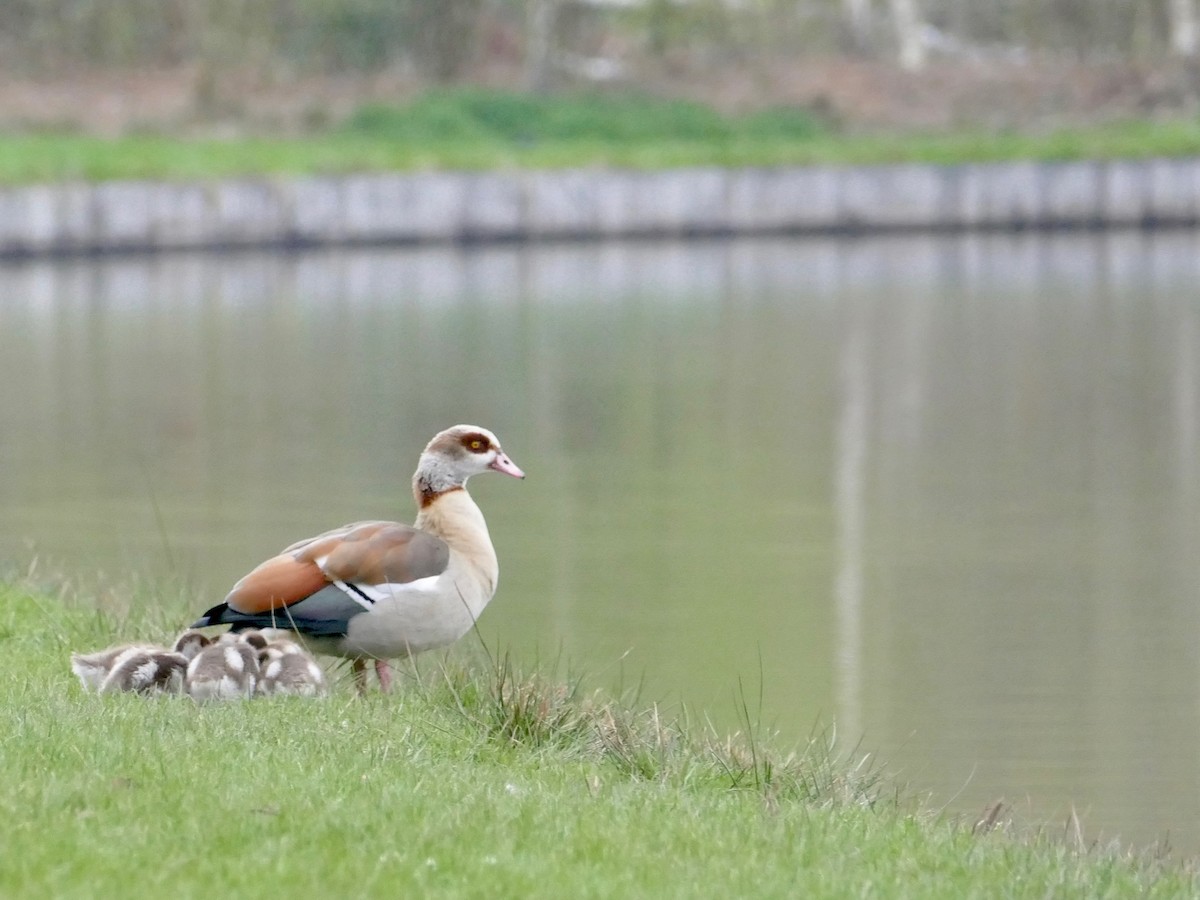Egyptian Goose - ML153379411