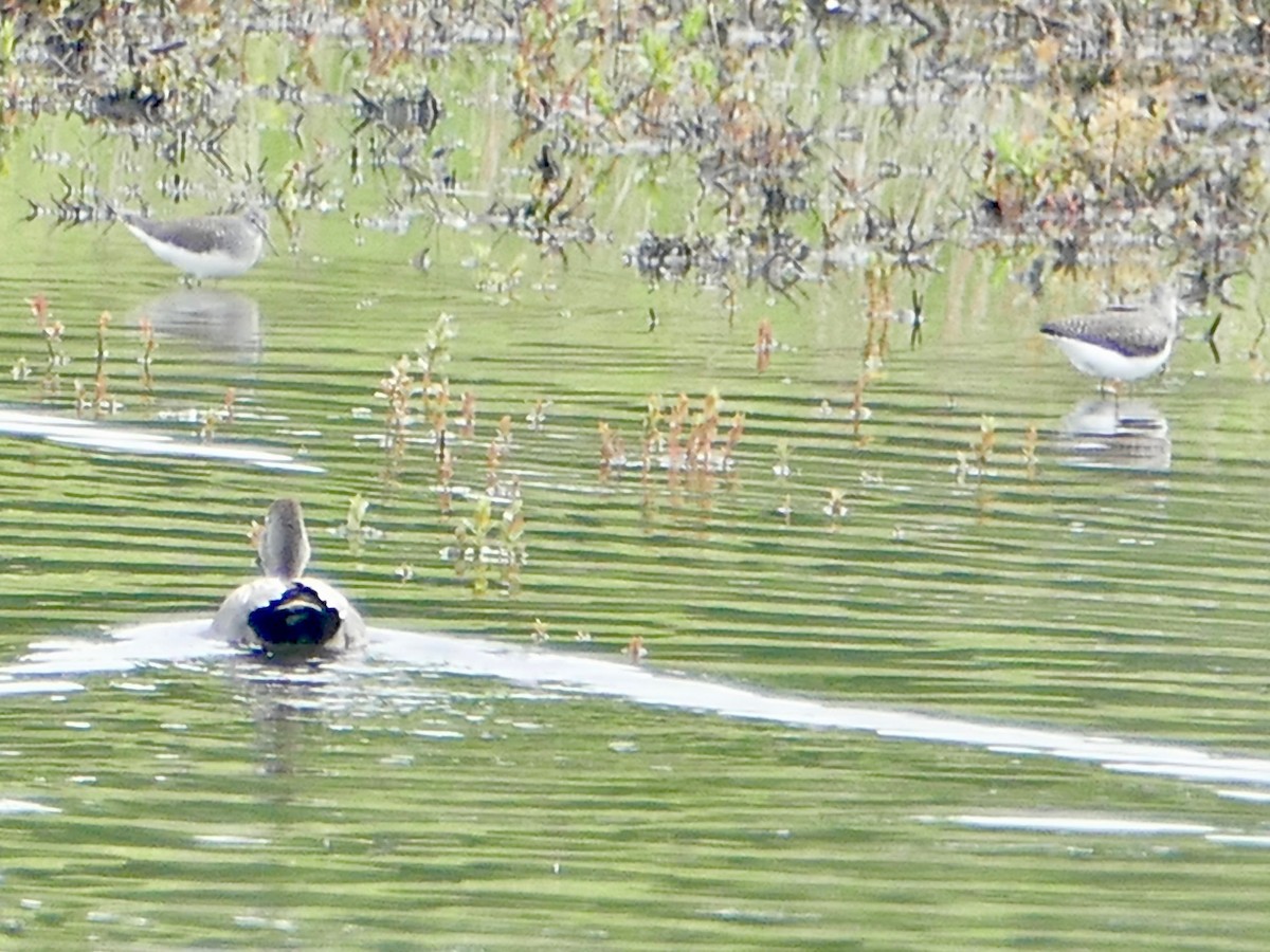 Green Sandpiper - ML153379611