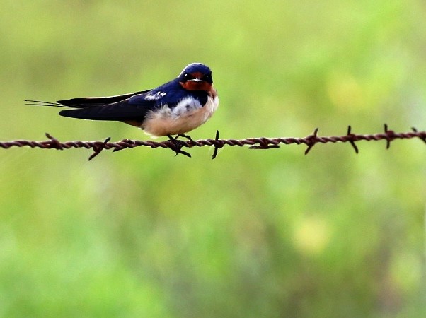 Barn Swallow - ML153380361