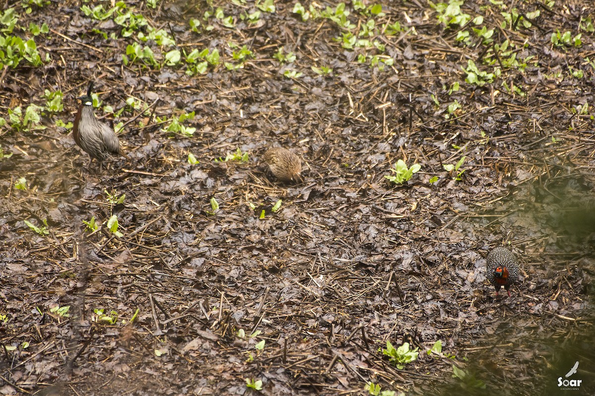 Western Tragopan - ML153380501