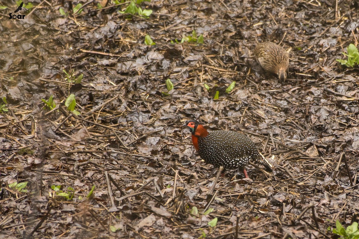 Western Tragopan - ML153380511