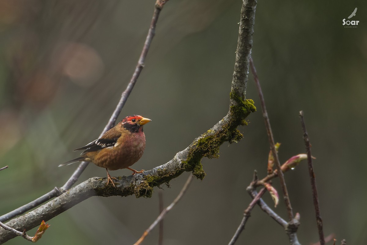 Spectacled Finch - ML153381081