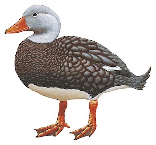 Anatidae - Ducks, Geese, and Waterfowl - Birds of the World