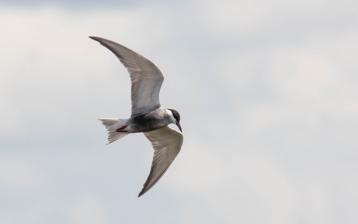 Whiskered Tern - Pedro Nicolau