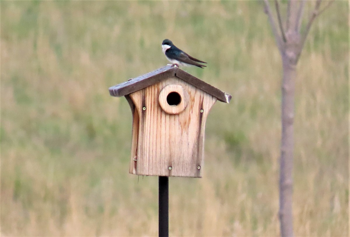 Tree Swallow - Jan Thom