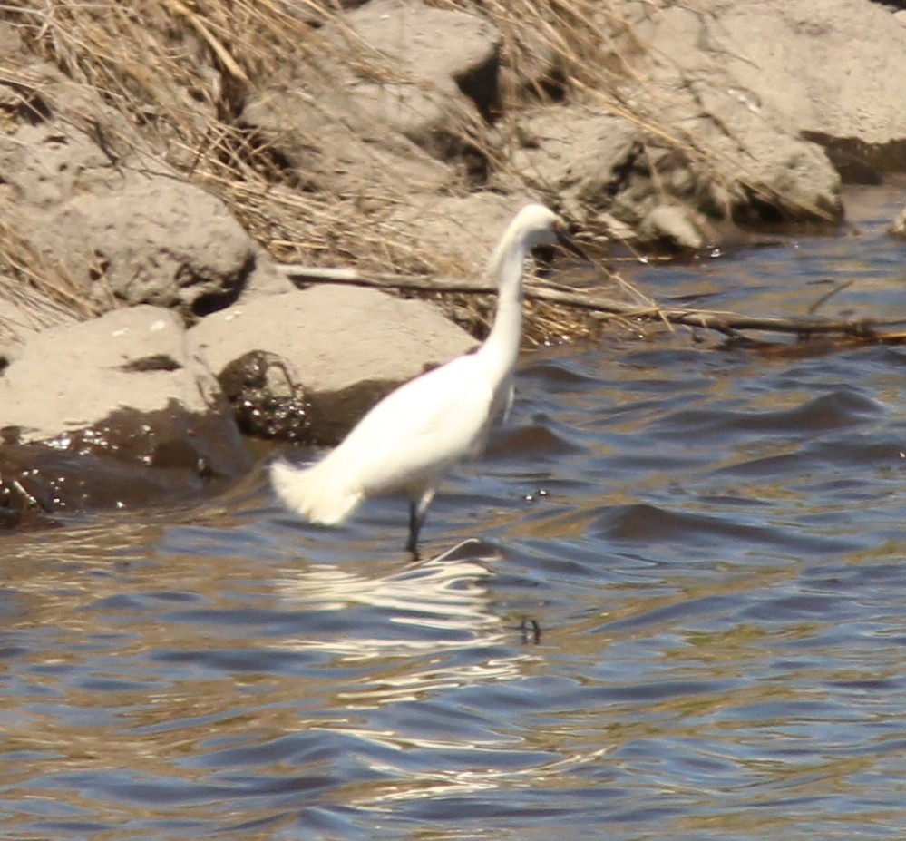 Snowy Egret - ML153384511