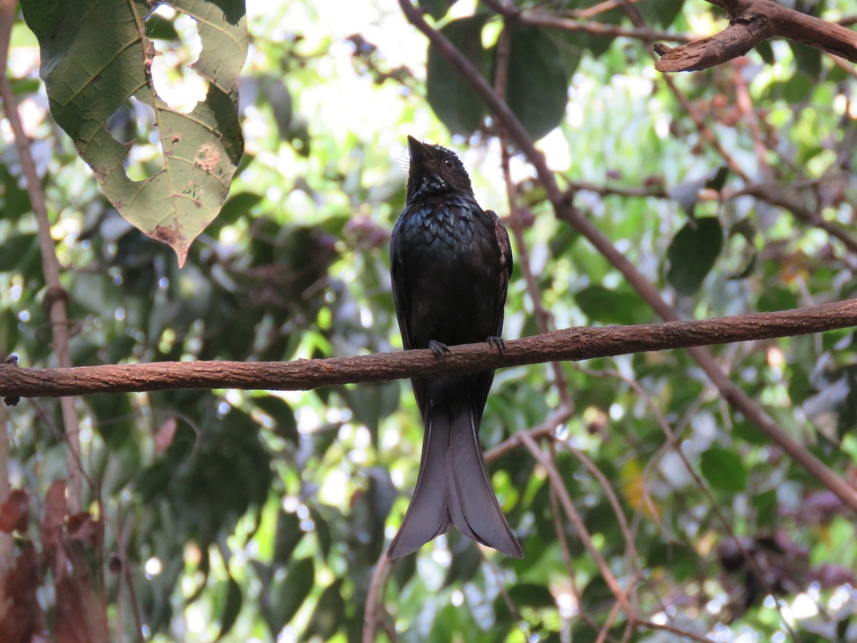 Drongo Bronceado - ML153385111