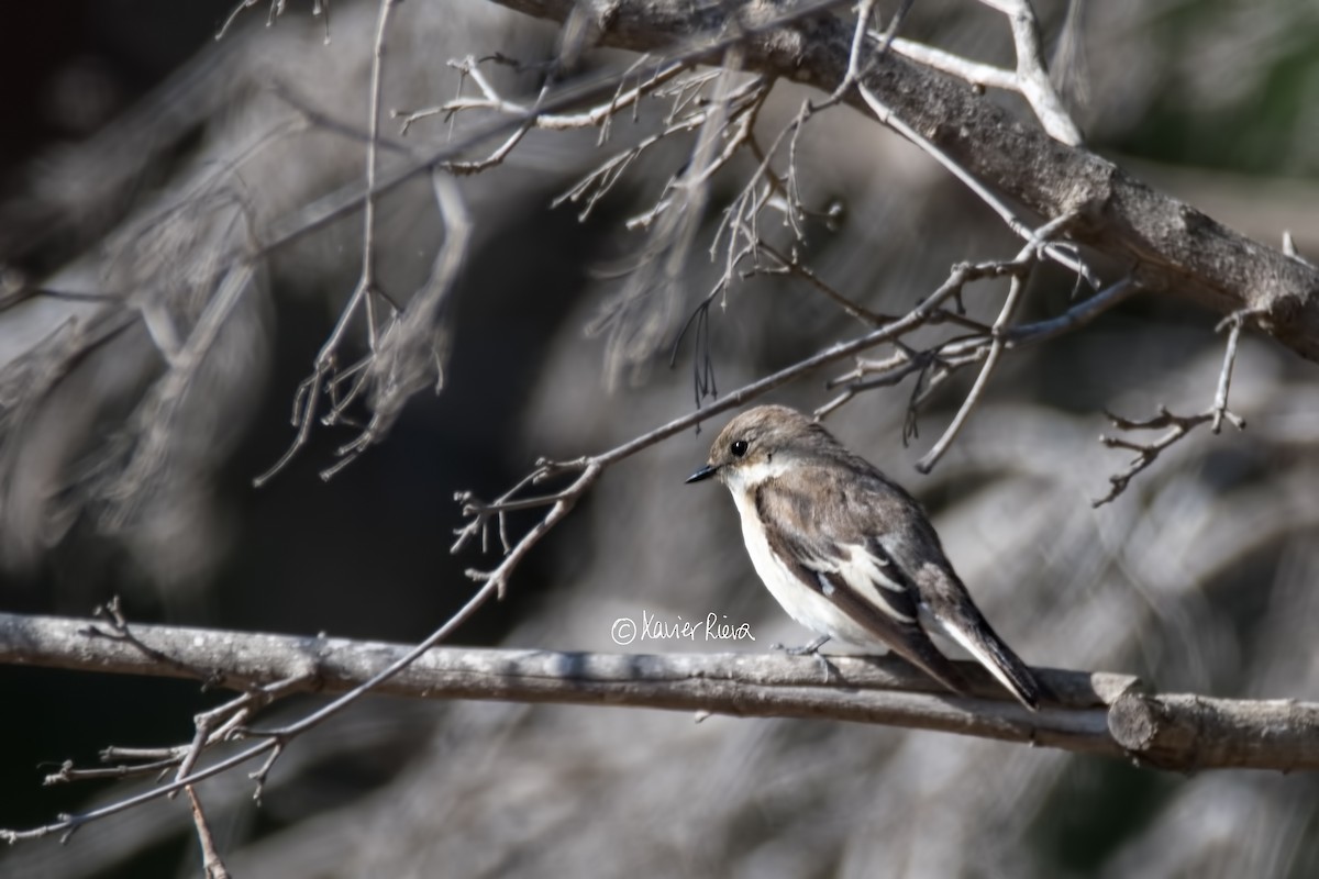 Collared Flycatcher - ML153385571