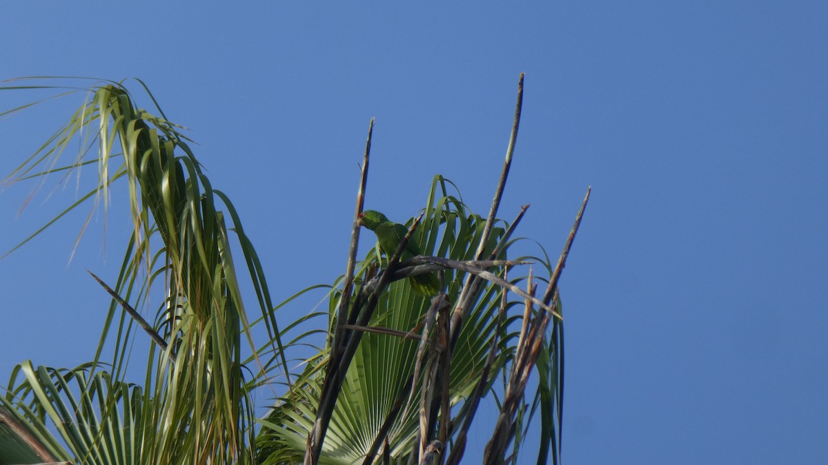 Lilac-crowned Parrot - Mark Burns