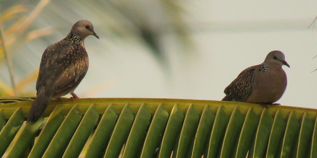 珠頸斑鳩 - ML153388201