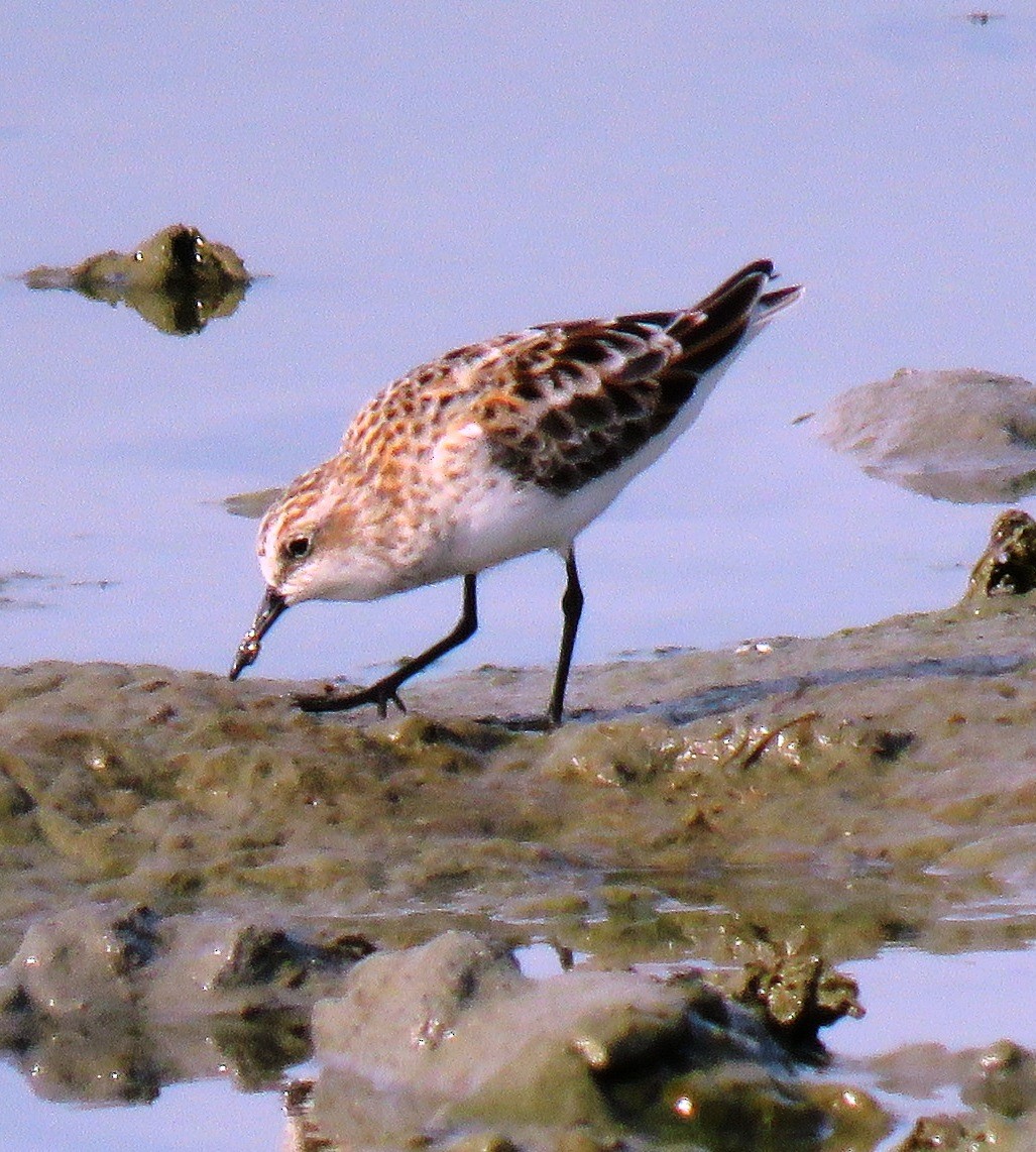 Zwergstrandläufer - ML153389971