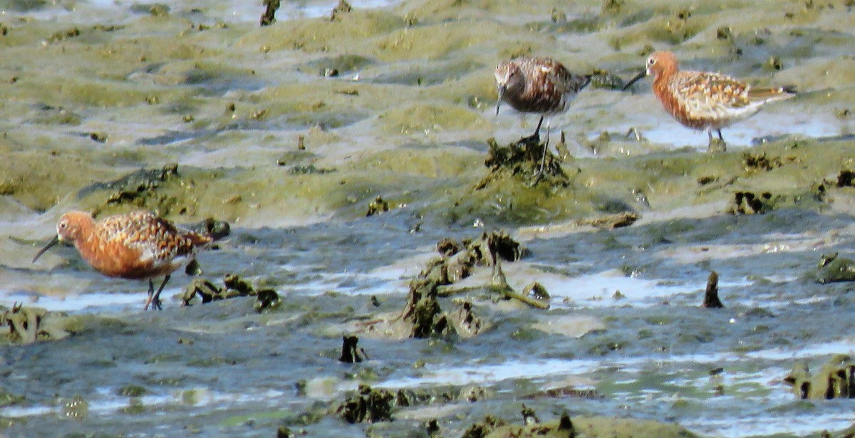 Curlew Sandpiper - ML153391441