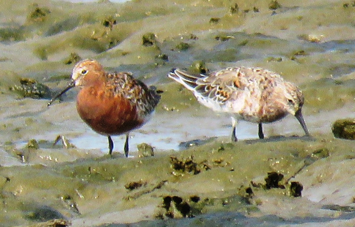 Curlew Sandpiper - ML153391511