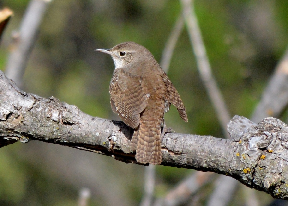 House Wren - ML153391641