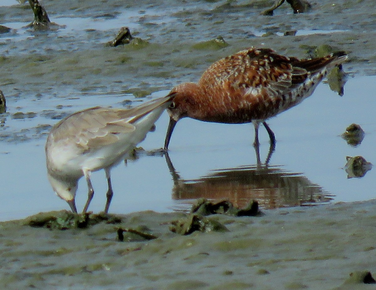 Curlew Sandpiper - ML153391911