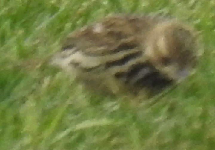 Red-throated Pipit - ML153393101